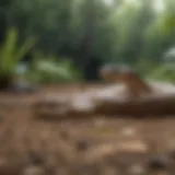 Understanding snake behavior in your yard