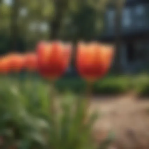 Colorful tulip blooms in a garden setting