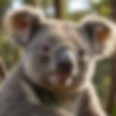 A conservation team working to protect koala habitats