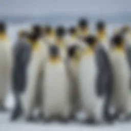 A colony of Emperor penguins huddled together in the snow, showcasing their resilience to Antarctic winters.