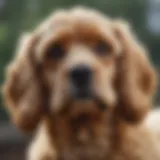 Comprehensive Overview of Cockapoos Introduction