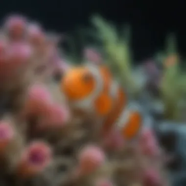 Clownfish and Anemone Symbiosis Close-up of a clownfish among anemones
