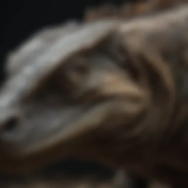 Close-up of a Komodo dragon showcasing its intricate scales
