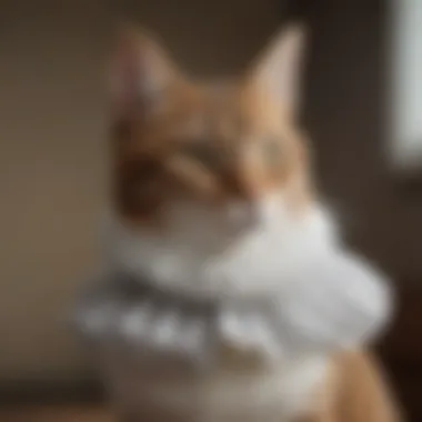 Variety of Elizabethan Collar Designs Different types of Elizabethan collars showcasing various designs and materials.