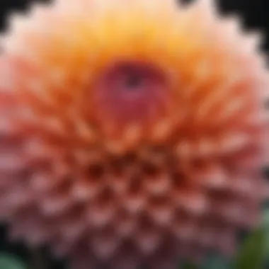 Intricate Beauty of a Dahlia Bloom Close-up of a blooming dahlia bulb showcasing its intricate petals