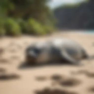 A serene Hawaiian beach where monk seals rest.