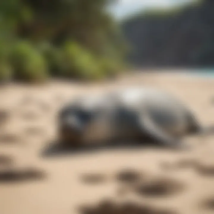 A serene Hawaiian beach where monk seals rest.