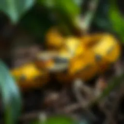 Corn snake in its natural habitat