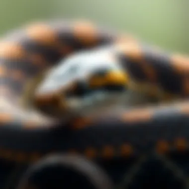 Nutritional needs of a corn snake