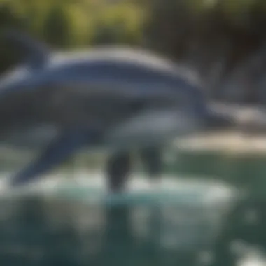Color Variations Among Dolphin Species Various dolphin species displaying different color patterns and markings