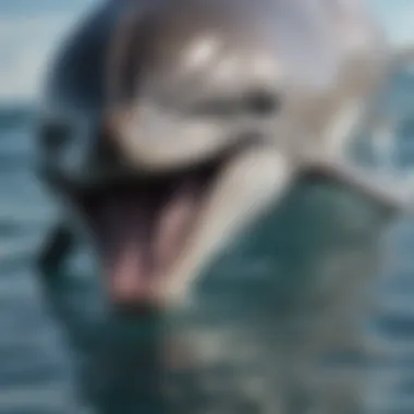 Echolocation: Dolphins' Unique Sensory Adaptation Close-up of dolphin's echolocation ability using specialized organs