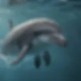 Dolphin streamlined body showcasing hydrodynamic features
