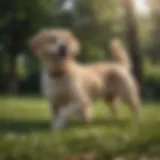 Medium dog enjoying outdoor playtime, free from fleas and ticks