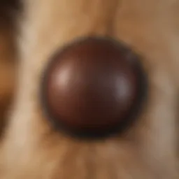 A close-up view of a tick on a dog's fur, illustrating the need for careful removal.