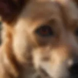 Close-up of a dog with irritated skin showing redness and scratching