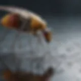 Close-up of a gnat on a surface