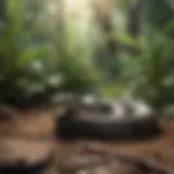 Natural snake deterrents in a garden
