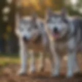 Siberian Husky demonstrating obedience during training session