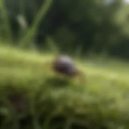 Close-up view of a wood tick on grass