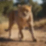 A cheetah in a natural habitat showcasing its agility