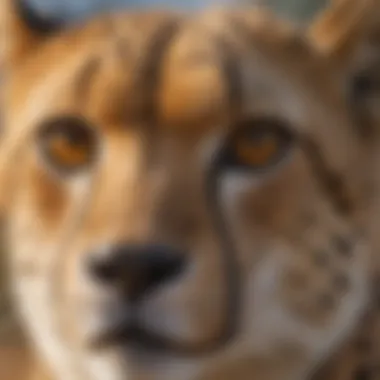 The Cheetah's Keen Eyesight Close-up of a cheetah's face highlighting its keen eyesight