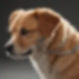 Detailed illustration of canine DNA structure