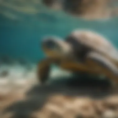 A conservationist measuring and tagging a green sea turtle for research purposes.