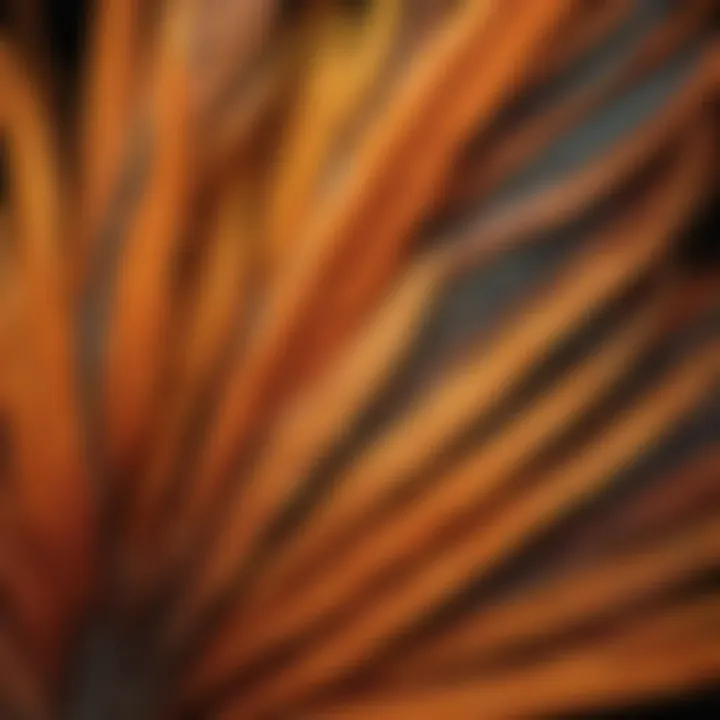 Close-up of a bird of paradise showcasing intricate feather details and patterns.