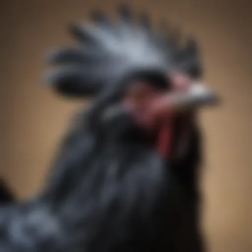 A majestic Ayam Cemani rooster showcasing its unique black feathers and striking appearance