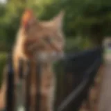 A beautifully designed outdoor cat fence providing a safe space for cats