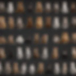 A detailed chart showcasing various cat breeds