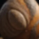 A close-up of a fossilized dinosaur egg, showcasing its texture and structure.