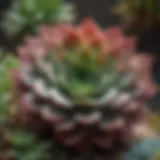 A vibrant array of various succulent species showcasing their unique forms and colors.