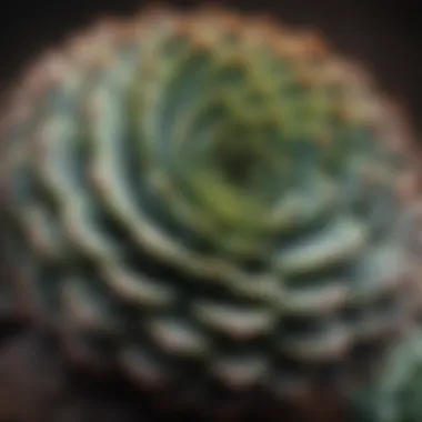A close-up of a rare succulent variety with intricate textures and patterns.