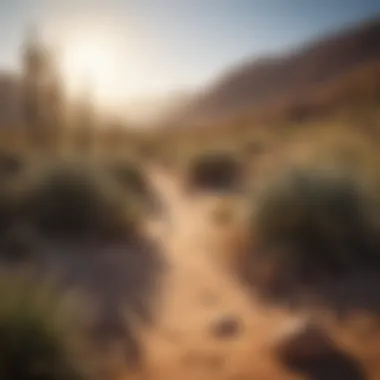 Expansive View of a Diverse Desert Ecosystem An expansive view of a diverse desert ecosystem thriving under the sun