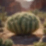 A cluster of resilient cacti thriving in arid landscapes