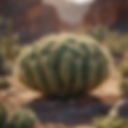A cluster of resilient cacti thriving in arid landscapes