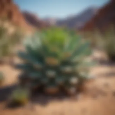 Unique Adaptations of Succulent Plants Unique adaptations of succulent plants in desert environments