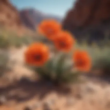 Close-up of vibrant desert flowers blooming in harsh conditions