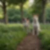 A scenic dog park in New York City with lush greenery and playful dogs
