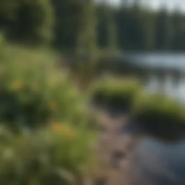 A diverse array of flora along the shoreline of Flat Head Lake, emphasizing its ecological richness.