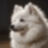 Elegant Japanese Spitz showcasing its fluffy coat