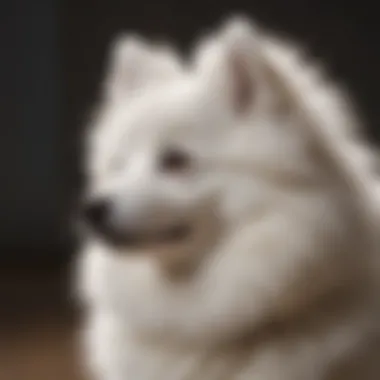 Elegant Japanese Spitz Elegant Japanese Spitz showcasing its fluffy coat