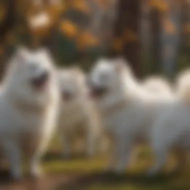 Group of Japanese Spitz Group of Japanese Spitz dogs interacting with each other