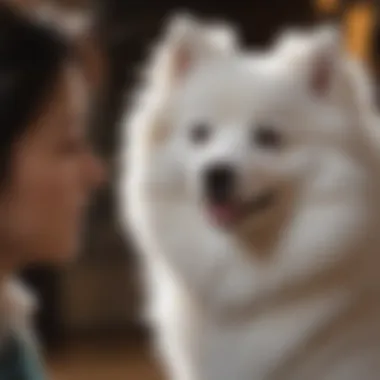 Grooming the Japanese Spitz Owner grooming a Japanese Spitz dog