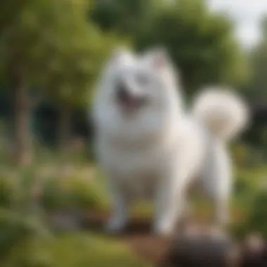 Playful Japanese Spitz Japanese Spitz in a playful pose in a garden