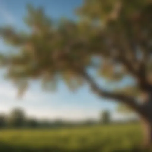 A vibrant scene showcasing a Maryland native fruit tree in full bloom, highlighting its blossoms against a clear sky.