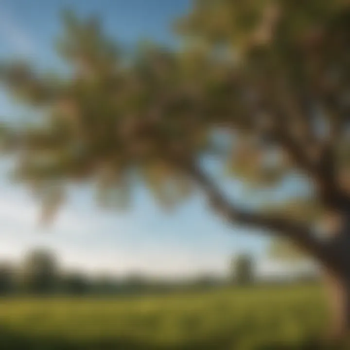 A vibrant scene showcasing a Maryland native fruit tree in full bloom, highlighting its blossoms against a clear sky.