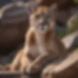 Majestic mountain lion perched on a rocky outcrop