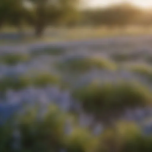 A vibrant field of bluebonnets in full bloom showcasing Texas' state flower